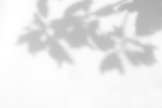 抽象树叶自然阴影叠加在白色纹理背景上，用于产品展示、背景和画稿叠加