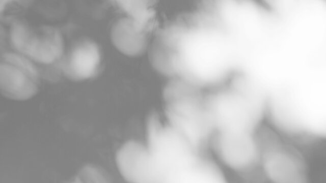 抽象叶片自然阴影叠加在白色纹理背景上，用于产品展示、背景和画稿叠加