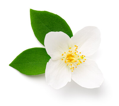 茉莉花孤立在白色背景上 平面展示 俯视图 茉莉花孤立在白色背景上