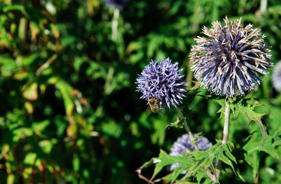 巨大洋葱（Allium Giganteum）在花园中绽放，绿色背景