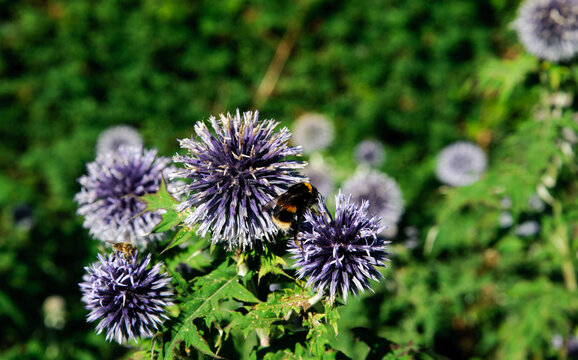 巨型洋葱（Allium Giganteum）在绿色背景的花园中盛开