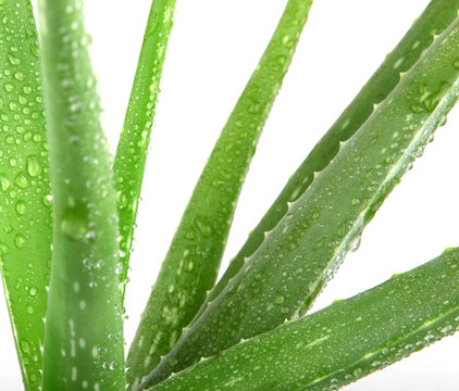 芦荟植物隔离在白色背景上。