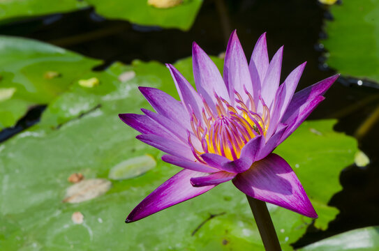 粉红莲花或水莲花在池塘中绽放
