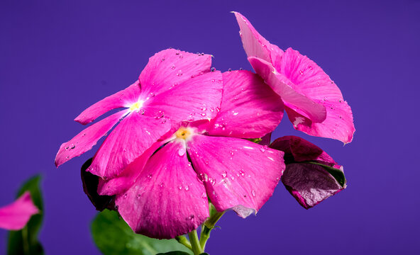 美丽的盛开粉红色 Catharanthus roseus 在紫色背景上。花头特写。盛开粉红色 Cat
