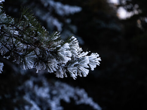 覆雪的松树枝丫特写