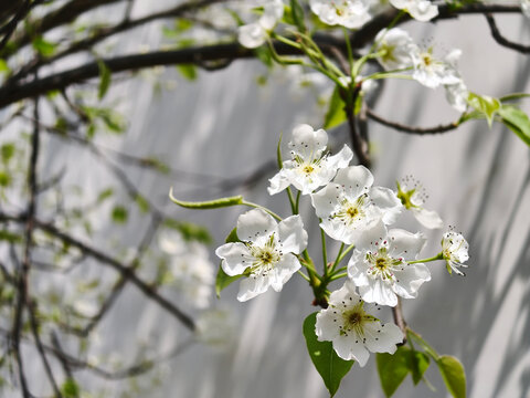 梨花枝头特写