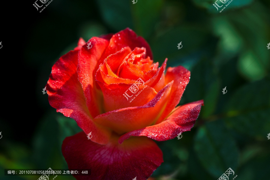 玫瑰花