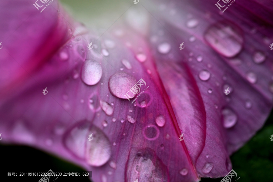 牵牛花