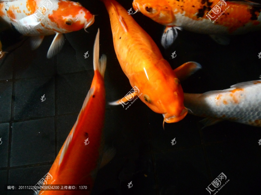 锦鲤鱼,鱼水之欢,戏水,鱼群