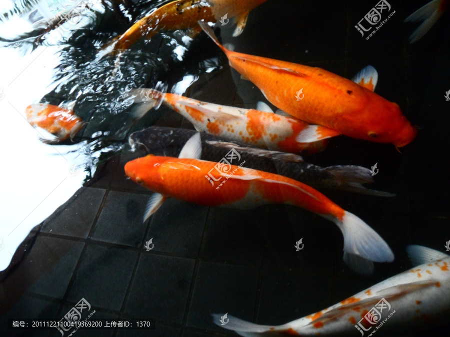 锦鲤鱼,鱼水之欢,戏水,鱼群