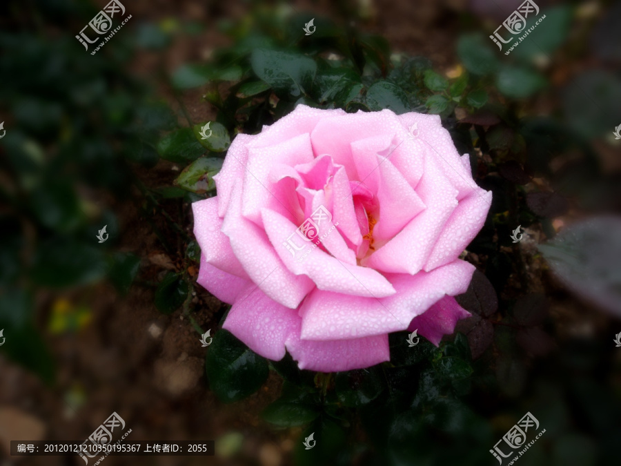 玫瑰花