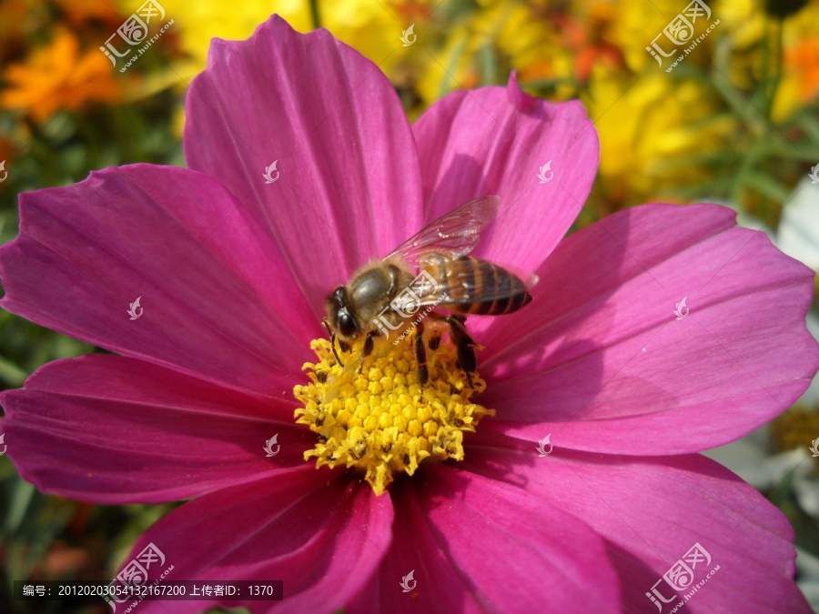 紫色波斯菊,蜜蜂