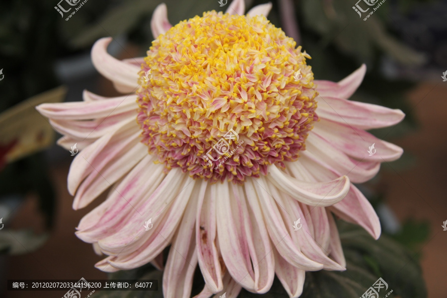 菊花