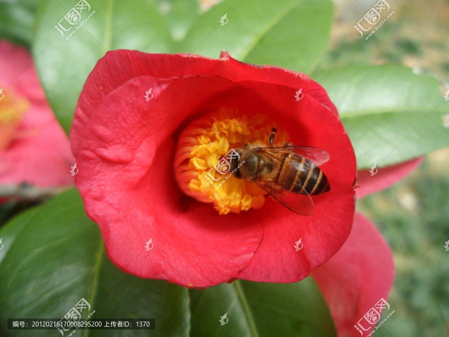 山茶花,蜜蜂