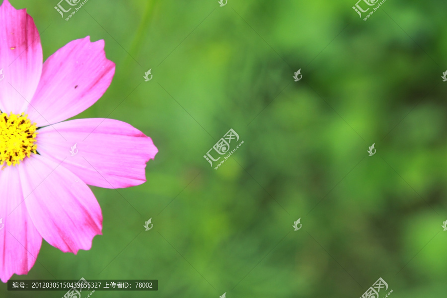 粉红色波斯菊