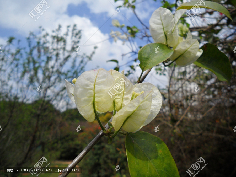 白色三角梅