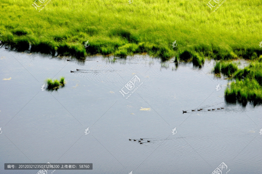 湿地,,野鸭