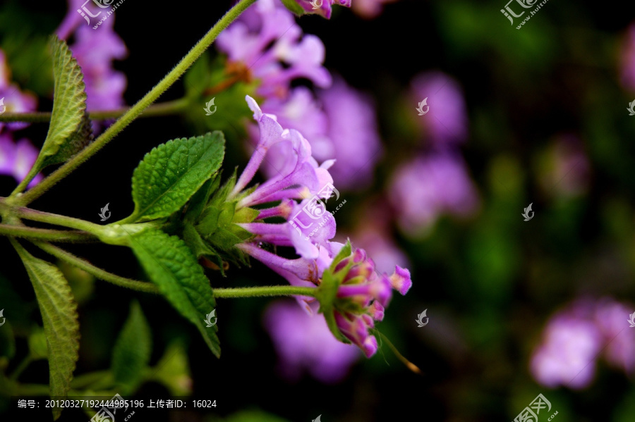 春花烂漫