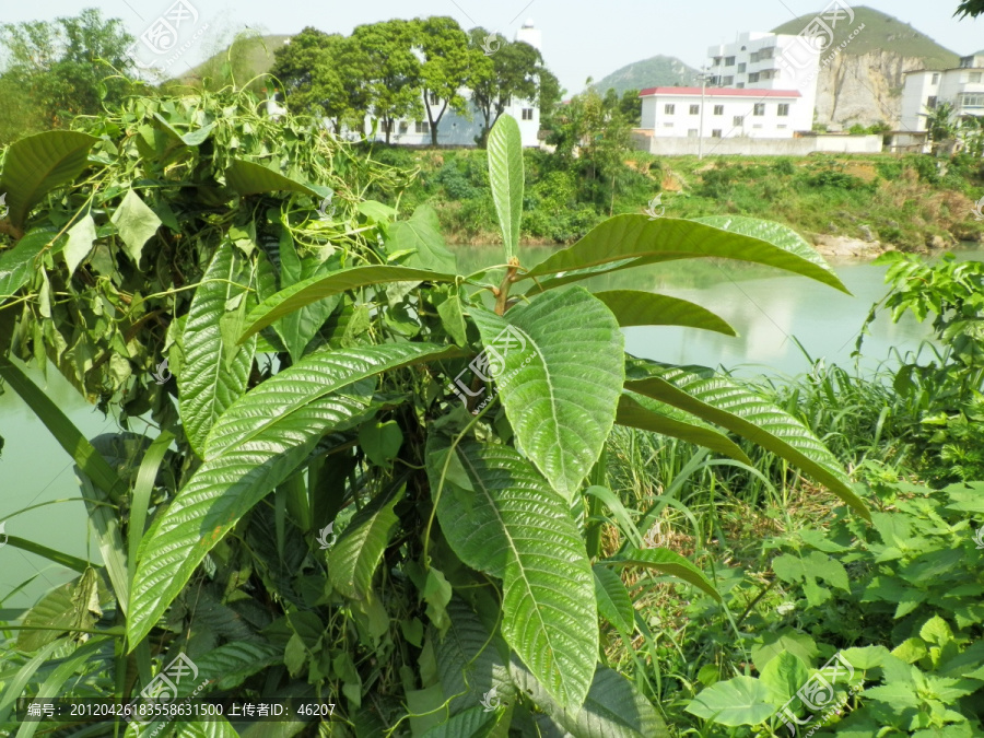 河边的枇杷树