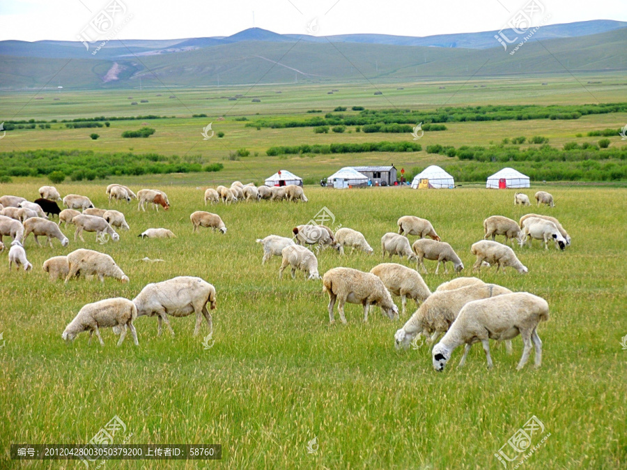 呼伦贝尔草原的羊群
