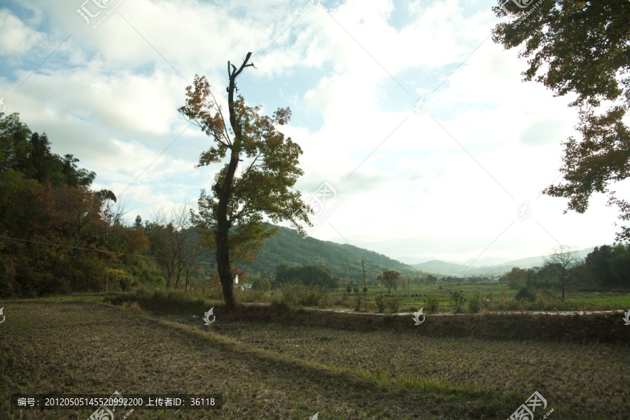 田野,,一棵树