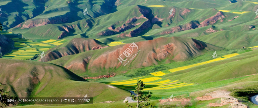 卓尔山油菜花
