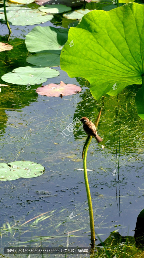 麻雀