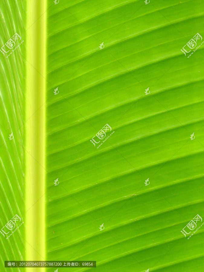 树叶纹理