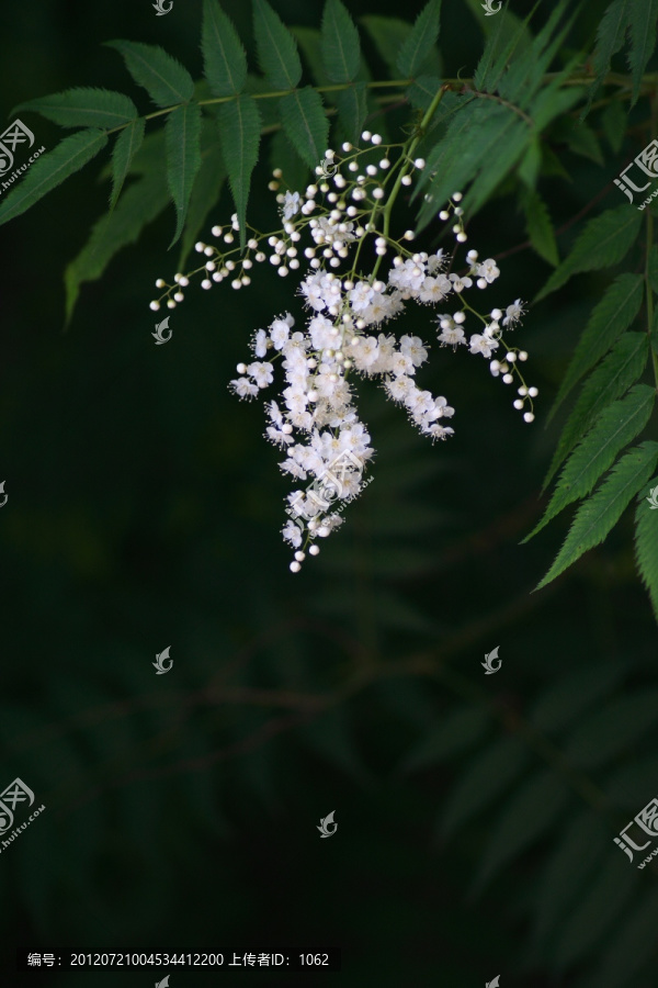 植物