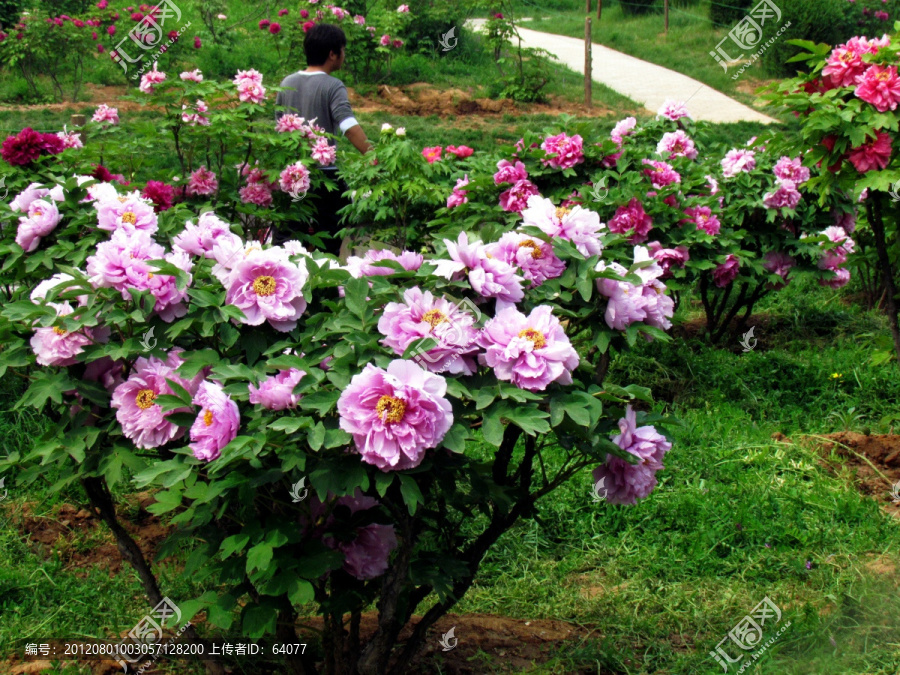 牡丹花