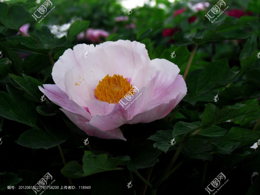 洛阳牡丹