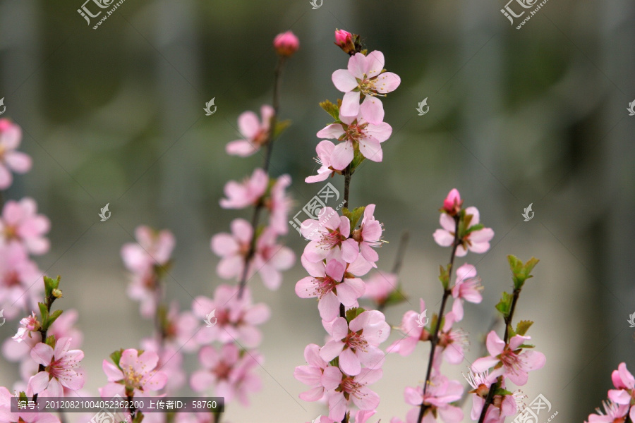 大兴安岭野生植物,榆叶梅