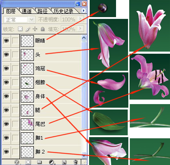 百合花公鸡