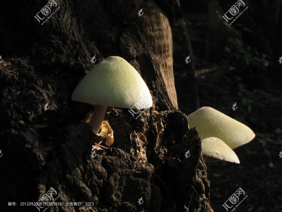 初生蘑菇