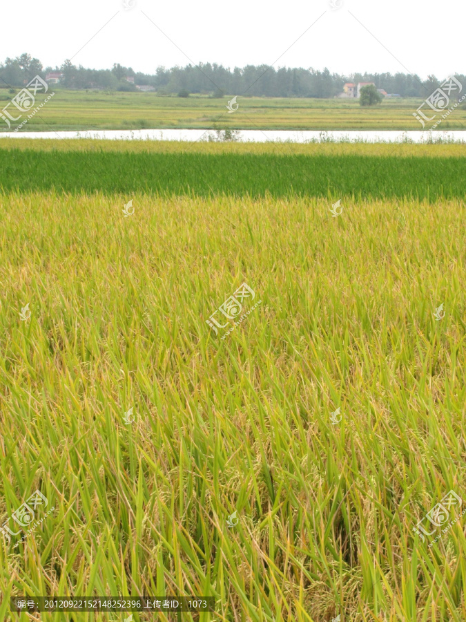 农村稻田