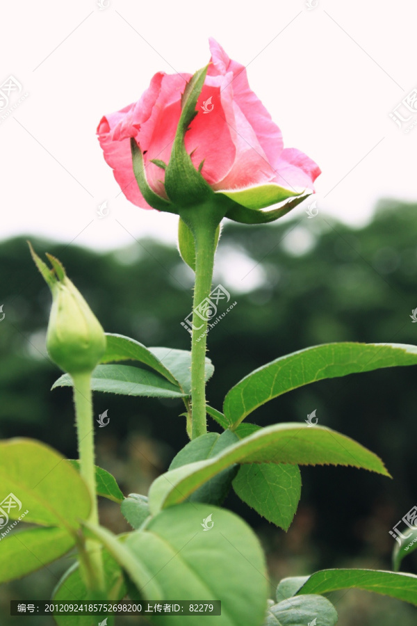 粉红玫瑰花苞