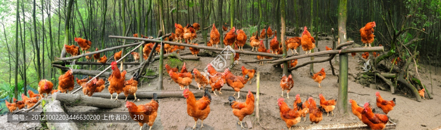 山林跑山鸡养鸡场全景图
