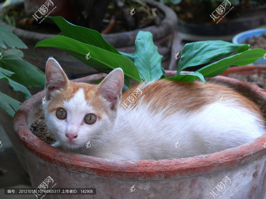 猫咪和花盆