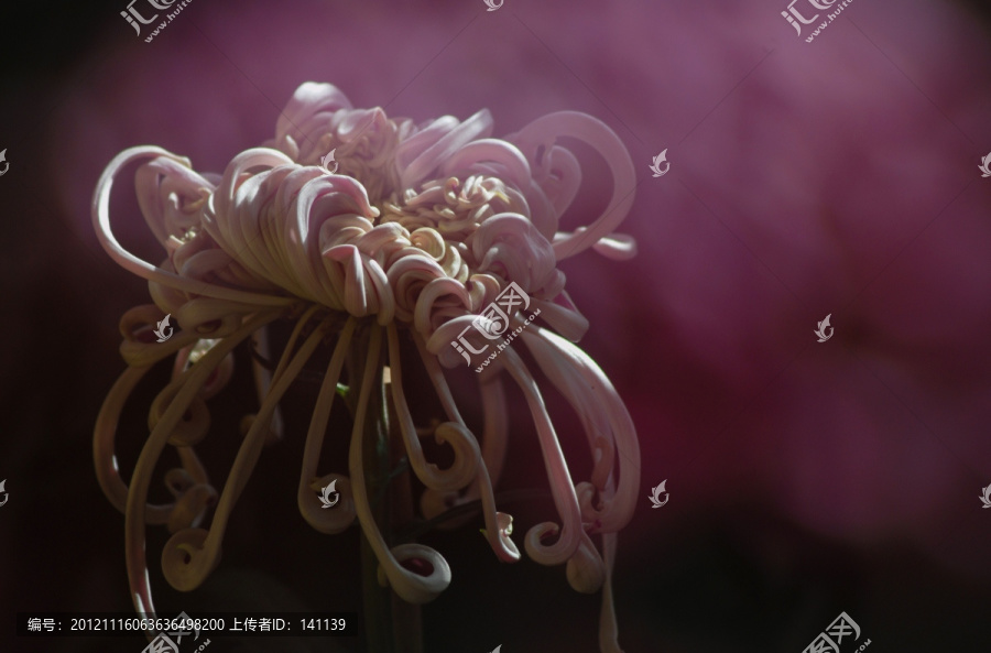 梦幻菊花