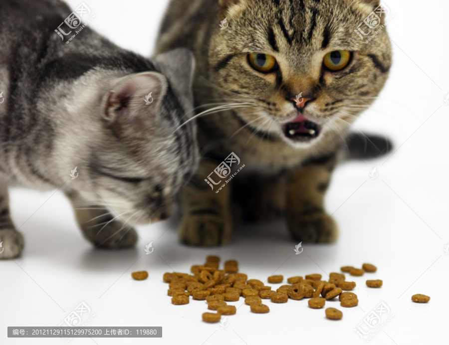 美国短毛猫