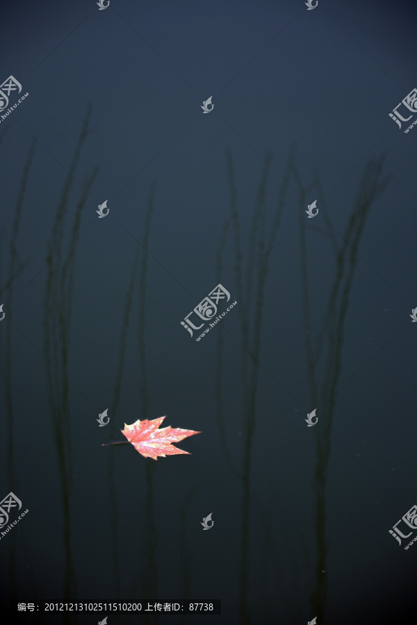 枫叶