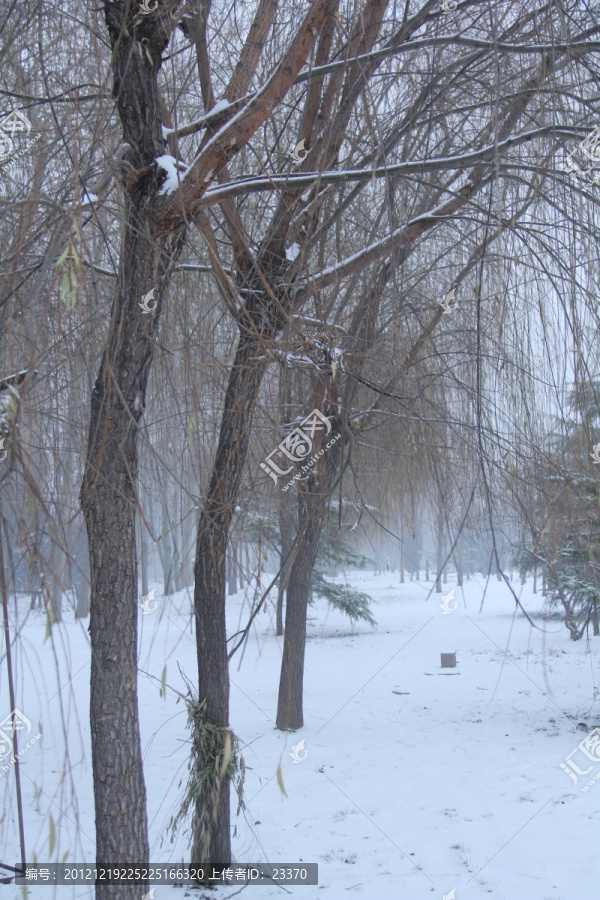 冬雪