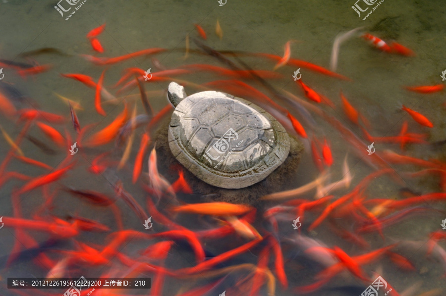 红鱼戏石龟,龟鱼同乐