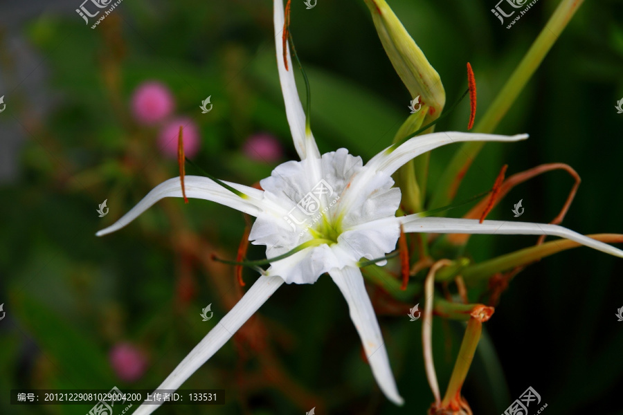 大花蜘蛛兰