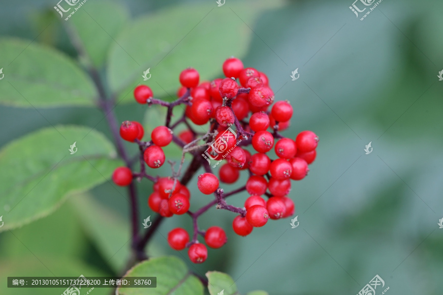 野生植物,接骨木