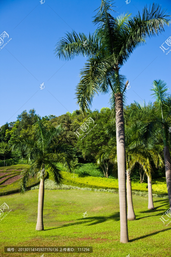棕榈和草坪,白云山