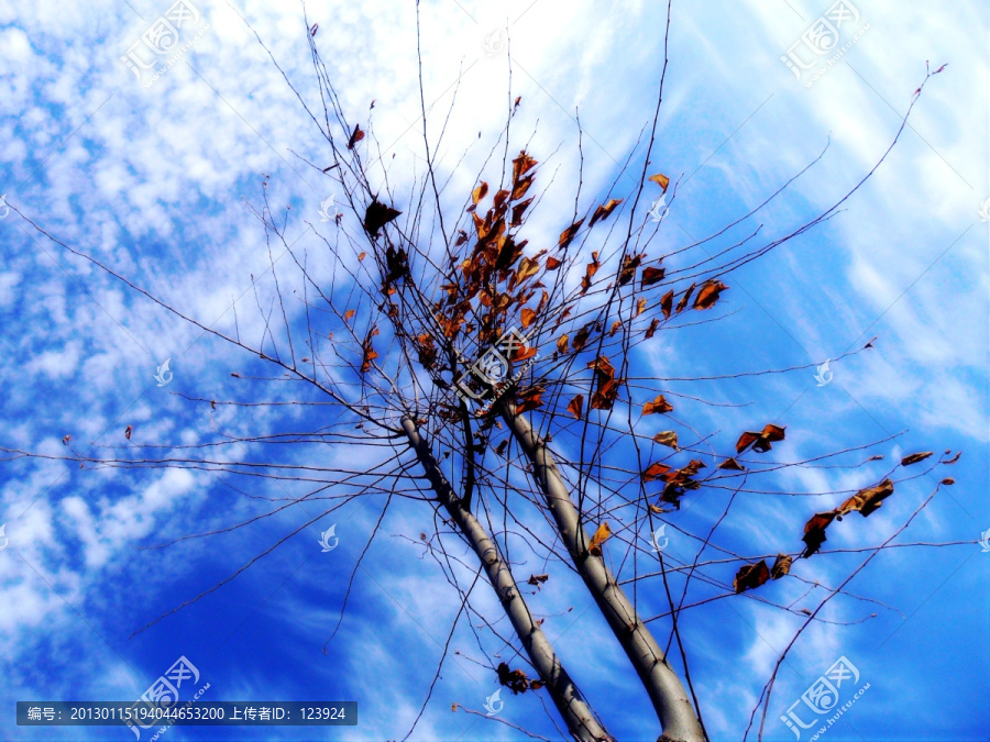 天空下的树