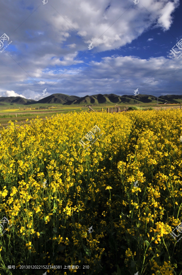 青海油菜花