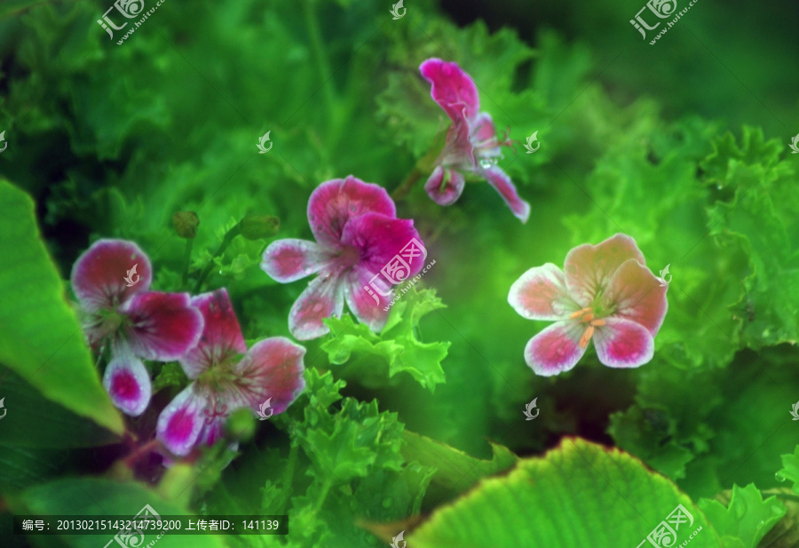 秋花