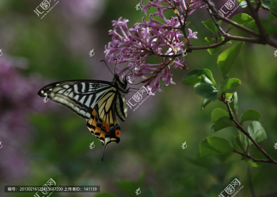 蝶恋花